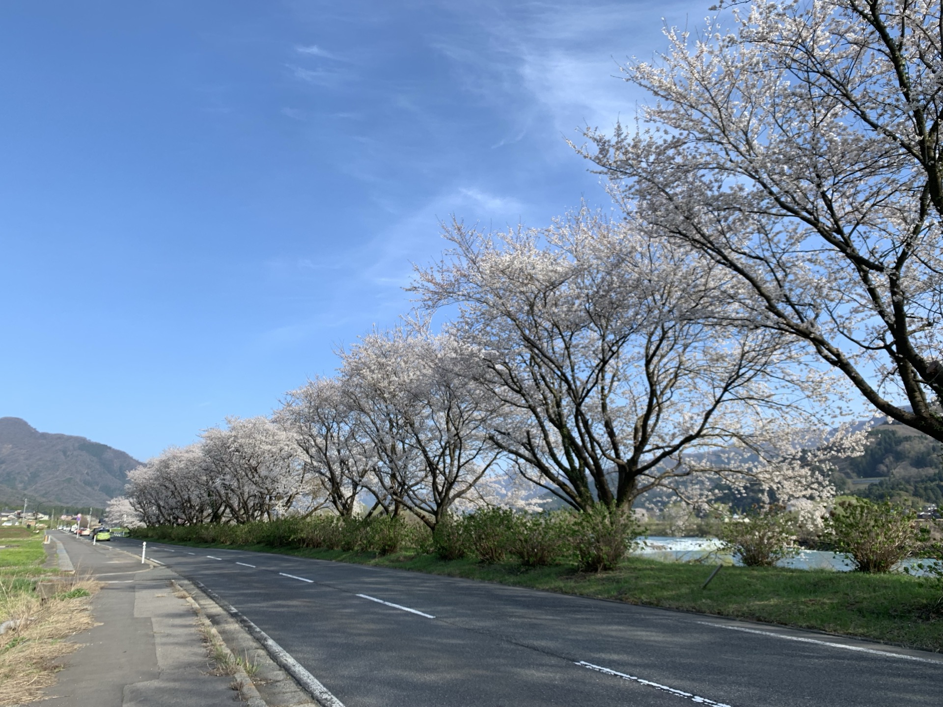 春・桜